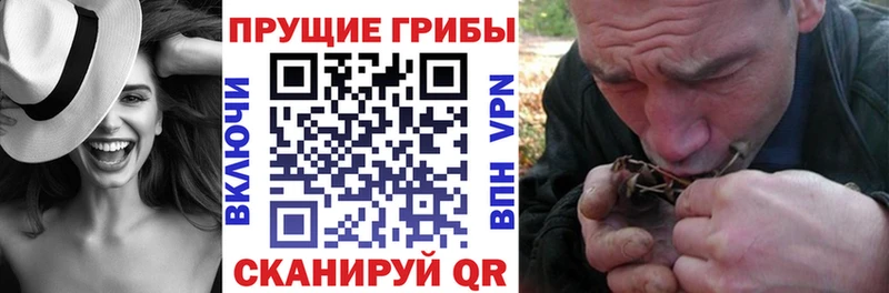 Купить где  Никольское  Галлюциногенные грибы Cubensis 